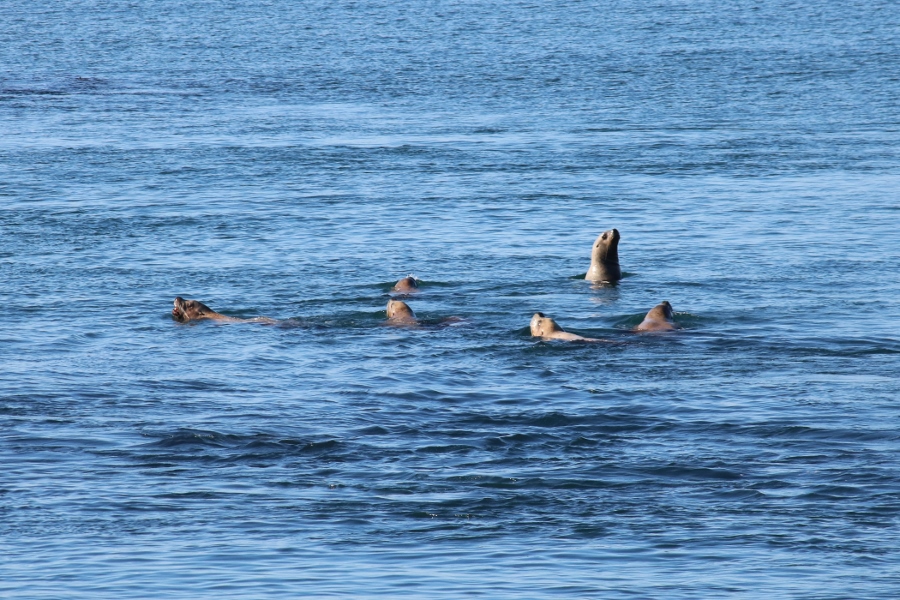 Stellar Sea Lions – The Big Dogs of the Sea